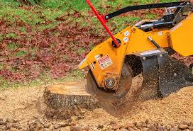 Professional Tree Care in Long Neck, DE